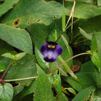 Torenia travancorica Gamble